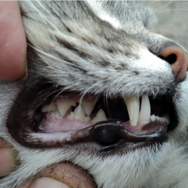 Client Handouts Abbey Vet Centre