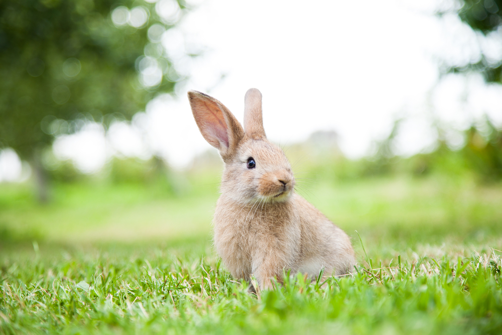 Rabbit In Field